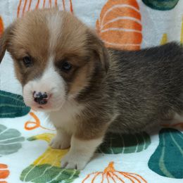 Pembroke Welsh Corgi Puppies from Episode Corgis