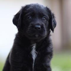 Labradoodles from Ohio heart labradoodles