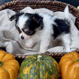 Pumpkin - Black and white female Chihuahua puppy in Simpsonville, South Carolina from N&T's Chihuahuas