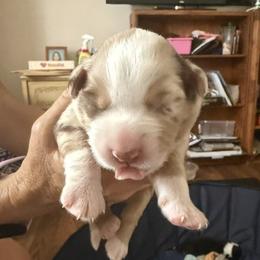 Girl 4 - female Miniature Australian Shepherd puppy in Hedgesville, West Virginia from Wishing Tree Minis