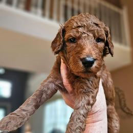 BROWNIE - Apricot male Goldendoodle puppy in Harris County, Texas from Cute & Curly Doodles