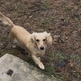 Abigail - Cream female Dachshund puppy in Jackson, Mississippi from Doxies Galore