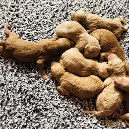 Goldendoodle Puppies from Doodle Den RI