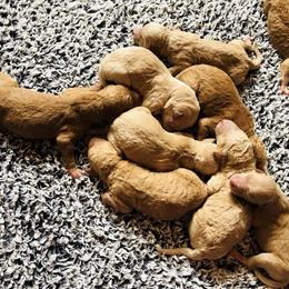 Goldendoodle Puppies from Doodle Den RI