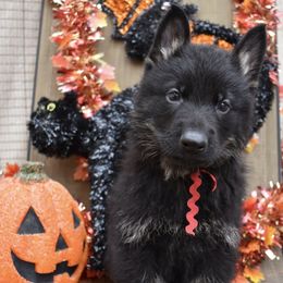 Red Boy - Black and tan male German Shepherd puppy in Grants Pass, Oregon from Granville German Shepherds