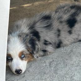 Sapphire - Blue merle female Miniature Australian Shepherd puppy in Shingle Springs, California from Dream Dog Mini Aussies