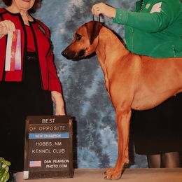 Rhodesian Ridgebacks from Krystal Rhodesian Ridgebacks
