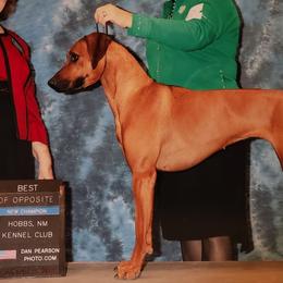 Rhodesian Ridgebacks from Krystal Rhodesian Ridgebacks