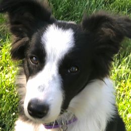Border Collies from Julio's Border Collies