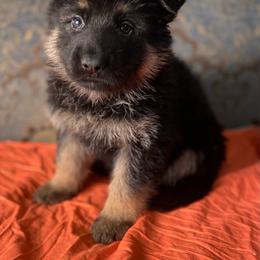 Orange collar girl - Black and red female German Shepherd puppy in Coleta, Illinois from Four Leaf Farm- Vom Vierblättriges Bauernhof