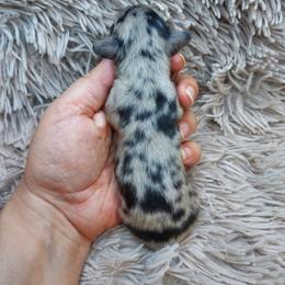 ISAIAH - Black and Tan Dapple - Dapple male Dachshund puppy in Swink, Oklahoma from Palali Farm