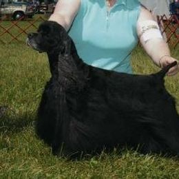 Shiner - Cocker Spaniel