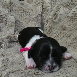 Girl One pink collar - Black and white female Shih Tzu puppy in New Bern, North Carolina from Kuddly Creatures