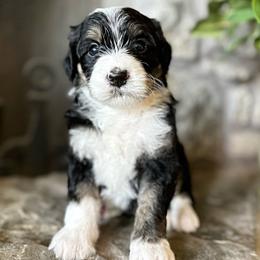 Bernedoodle Puppies from Hudson Shore Bernedoodles