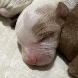 Milo - White male Cavapoo puppy in Pasco, Washington from Beth's Cavapoos