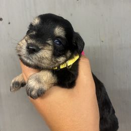 Yellow - Black and silver female Miniature Schnauzer puppy in Sparta, North Carolina from New River Miniature Schnauzers and Anatolians
