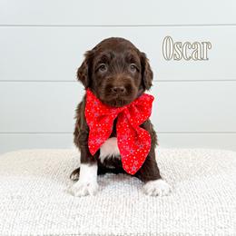 Oscar (Red Collar) - Chocolate male Goldendoodle puppy in Bell Buckle, Tennessee from Precious Puptown Doodles