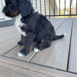 Charlie - Tri-color male Bernedoodle puppy in Holtwood, Pennsylvania from Country Ridge Puppies
