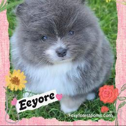 Eeyore - AKC - Blue male Pomeranian puppy in Eatonville, Washington from Foxy Forest Poms