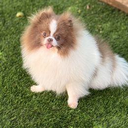 Willy - Pomeranian