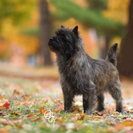 Border Collie, Boston Terrier, and Cairn Terrier All Grown Up from Stoneridge kennel