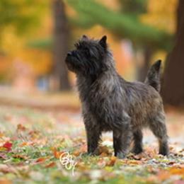 Border Collie, Boston Terrier, and Cairn Terrier All Grown Up from Stoneridge kennel