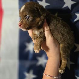 Mamba - Red tri male Miniature Australian Shepherd puppy in Arlington, Texas from CopperHead Aussies