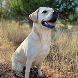 Stella - Labrador Retriever