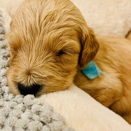 Goldendoodles from Southernly Sweet Doodles