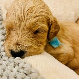 Goldendoodles from Southernly Sweet Doodles