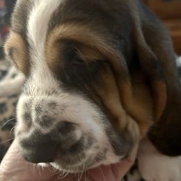 Girl 2 - Basset Hound puppy in Gilbert, Arizona from Redhead Hounds