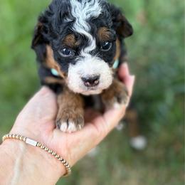 Jesse - Tri-color female Bernedoodle puppy in Lincoln, Nebraska from GRand Doodles