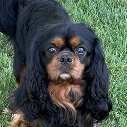 Bailey - Cavalier King Charles Spaniel