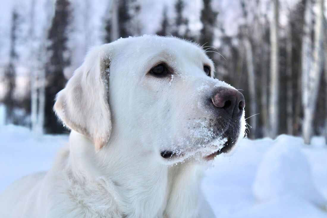 yellow lab with snow covering its face