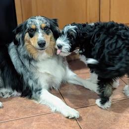 Aussiedoodle Puppies from Ridgeview Aussiedoodles
