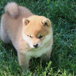 Shiba Inu from Kuro Oka Shibas