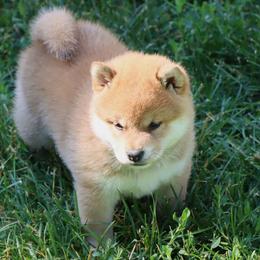 Shiba Inu from Kuro Oka Shibas