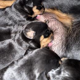 Apollo - Black and tan male Rottweiler puppy in Newfoundland, Pennsylvania from Poconopaws