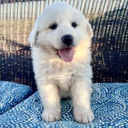 AKC Girl 2 - White female Great Pyrenees puppy in Elfrida, Arizona from Outlaw Acres Farm & Kennels