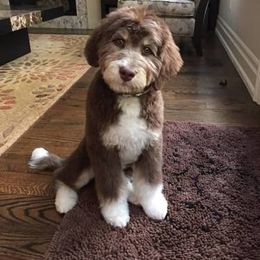 Australian Shepherd and Aussiedoodle Puppies from Foothill Aussies