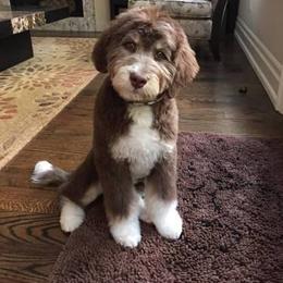 Australian Shepherd and Aussiedoodle Puppies from Foothill Aussies