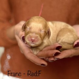 Franc - Apricot female Australian Labradoodle puppy in Morgan Hill, California from Loving Labradoodle