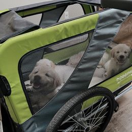 Golden Retriever Puppies from Dani’s Dawgs