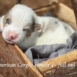 Full Tail 1700 - Blue merle and white female American Corgi puppy in Nashville, Arkansas from Whisenhunt Farms