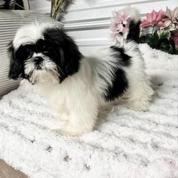 AKC Kimmie - Blue and white female Shih Tzu puppy in Elgin, South Carolina from Silver Bells Paw Prints