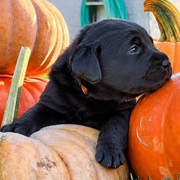 Bourbon (Orange Collar) - Black male Dilute Retriever puppy in Baldwin City, Kansas from Hedge Lane Labradors