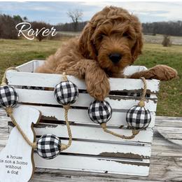 Goldendoodle and Labradoodle Puppies from Must Love Doodles