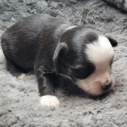 Cooper - Black tri male Miniature Australian Shepherd puppy in Deer Park, Washington from Rodeo Aussies