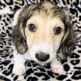 Obi - Cream Dachshund puppy in Poteau, Oklahoma from Sisters Dazzling Dachshunds