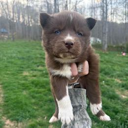 Red - Red and white male Siberian Husky puppy in Jonesborough, Tennessee from Dry Creek Siberians